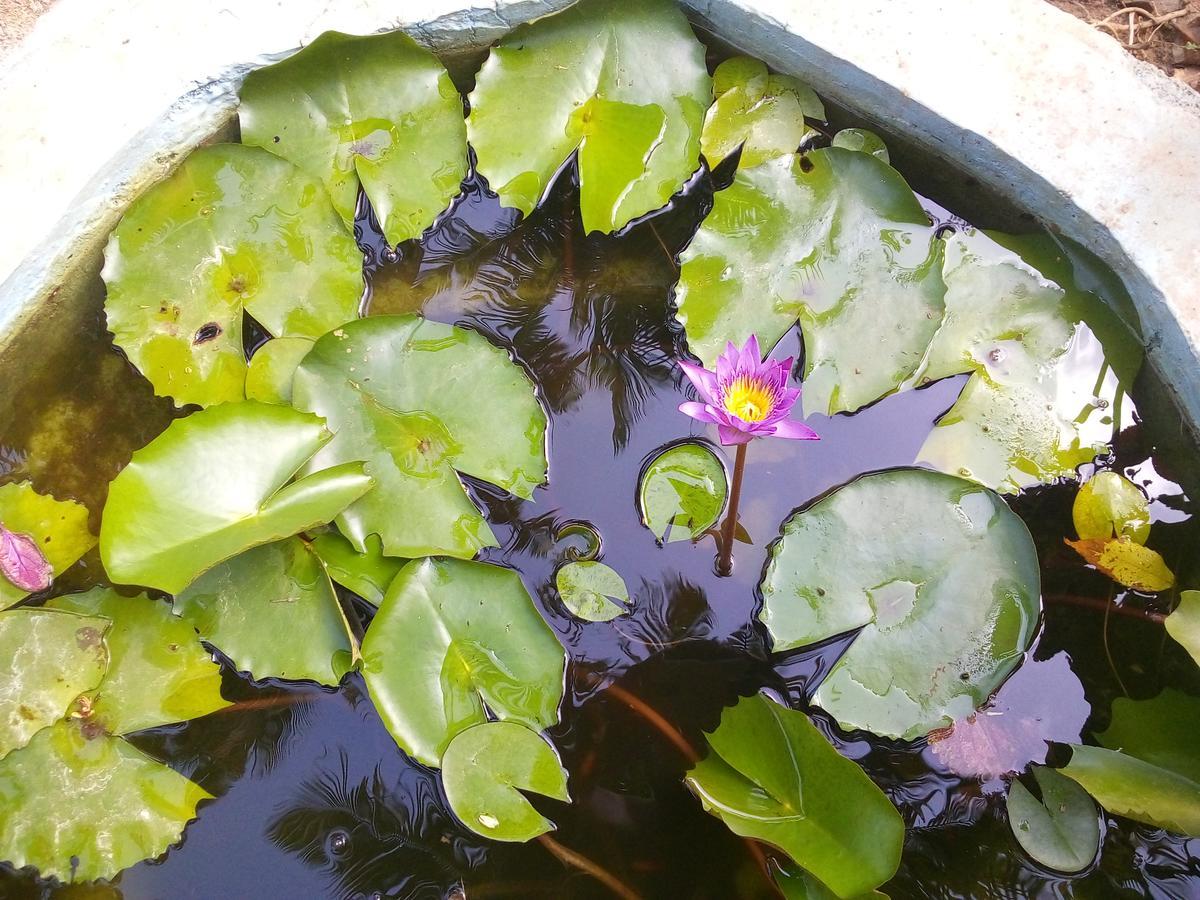Sigiriya Nature Villa Lodge Dış mekan fotoğraf