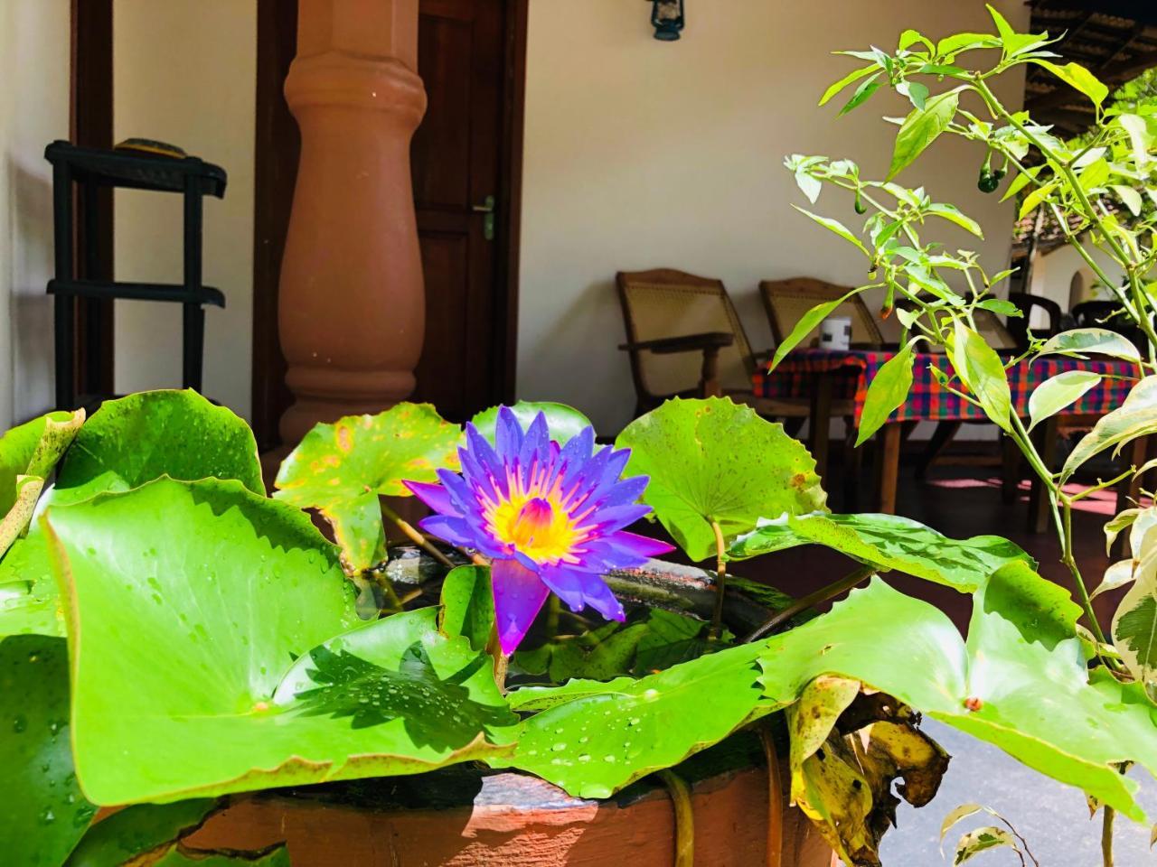 Sigiriya Nature Villa Lodge Dış mekan fotoğraf