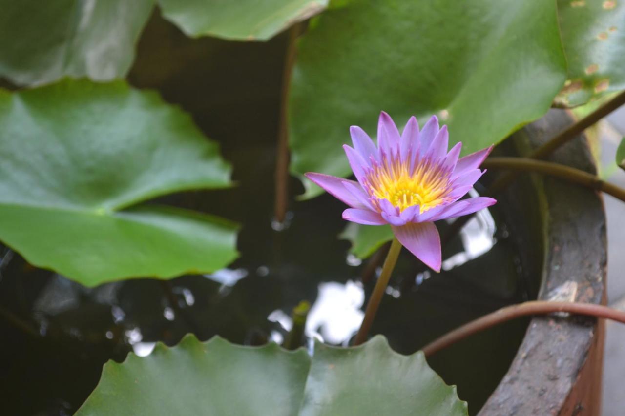 Sigiriya Nature Villa Lodge Dış mekan fotoğraf